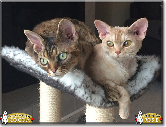 Cocoa and Rosie the Devon Rexes, the Cat of the Day