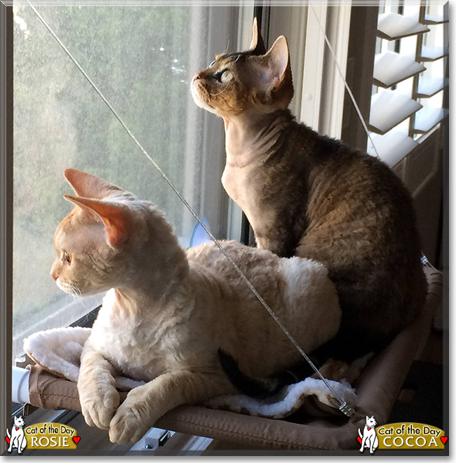 Cocoa and Rosie the Devon Rexes, the Cat of the Day