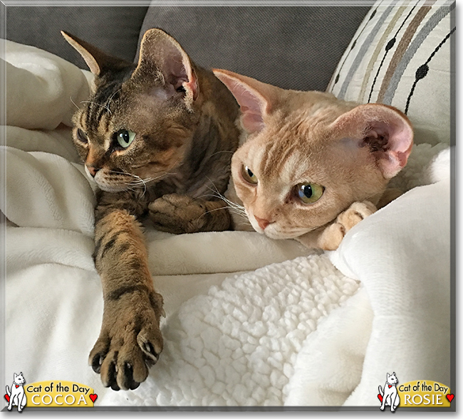 Cocoa and Rosie the Devon Rexes, the Cat of the Day