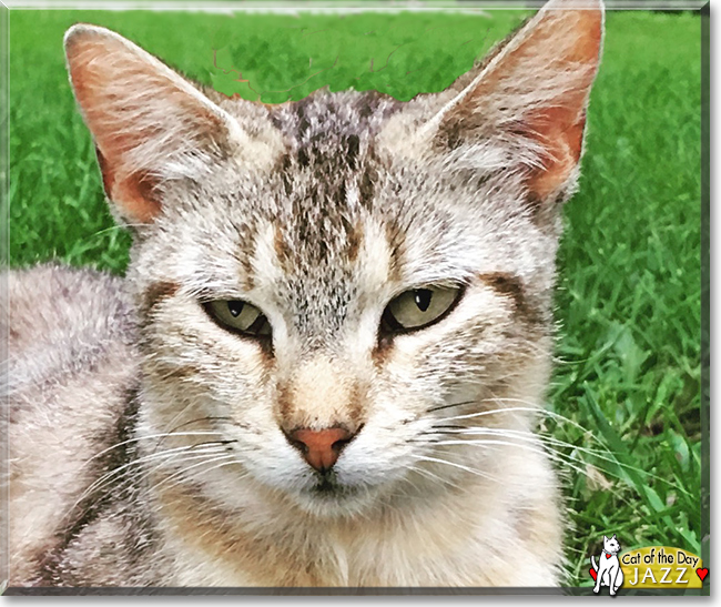 Jazz the Bengal, the Cat of the Day