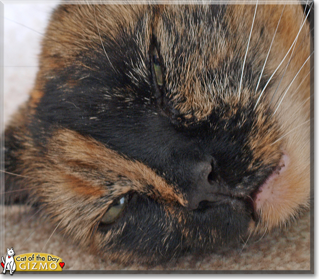 Gizmo the Tortoiseshell Shorthair, the Cat of the Day