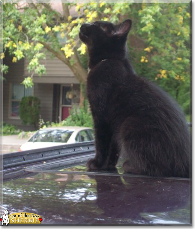 Sherbie the Domestic Shorthair, the Cat of the Day