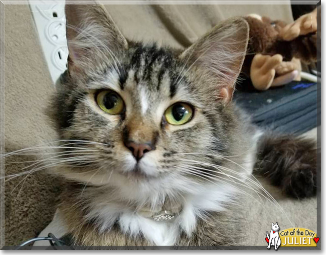 Juliet the Longhaired Cat, the Cat of the Day