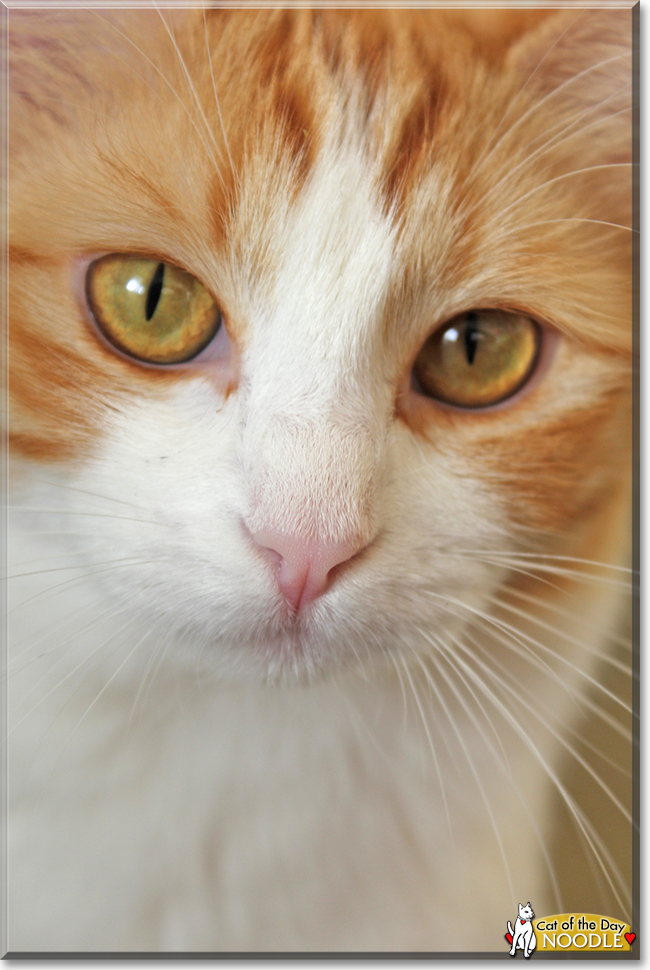 Noodle the Orange Tabby, the Cat of the Day