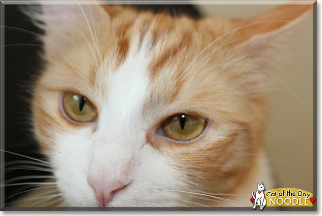 Noodle the Orange Tabby, the Cat of the Day