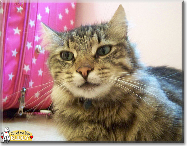 Buddy the Maine Coon Cat, the Cat of the Day