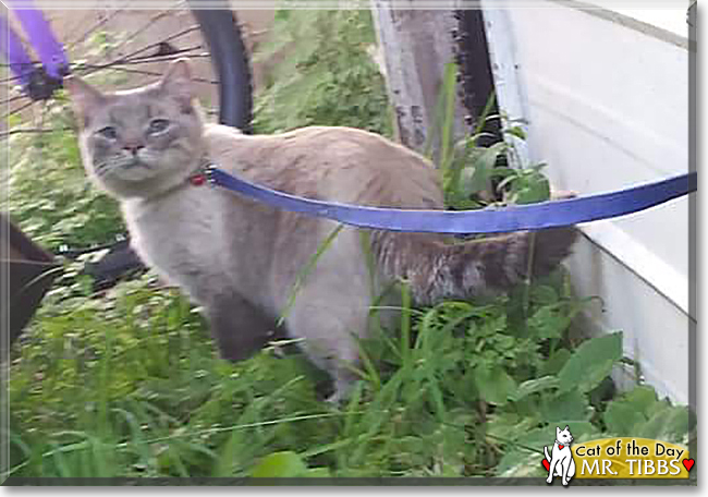 Mr. Tibbs the Balinese, the Cat of the Day