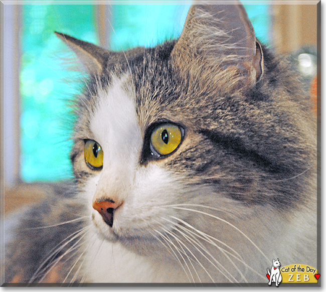 Zeb the Maine Coon Cat, the Cat of the Day