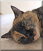 Gizmo the Tortoiseshell Shorthair