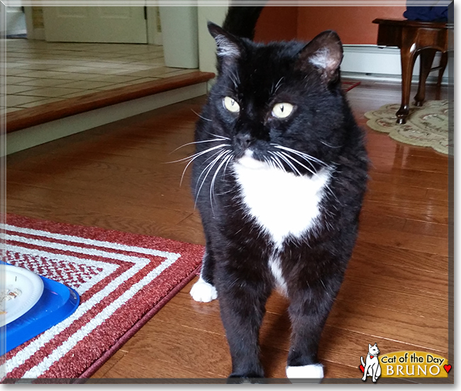 Bruno the Tuxedo Cat, the Cat of the Day