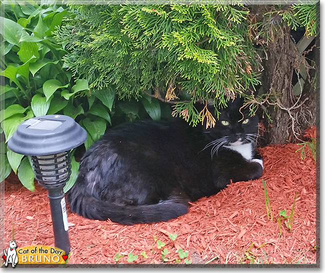 Bruno the Tuxedo Cat, the Cat of the Day