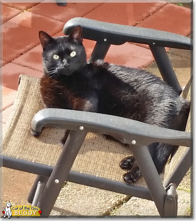 Buddy the Domestic Shorthair, the Cat of the Day