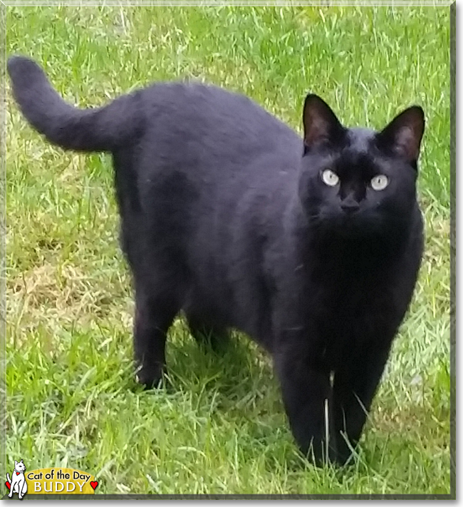 Buddy the Domestic Shorthair, the Cat of the Day