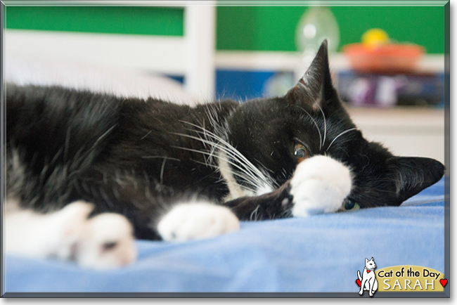 Sarah the Tuxedo Cat, the Cat of the Day