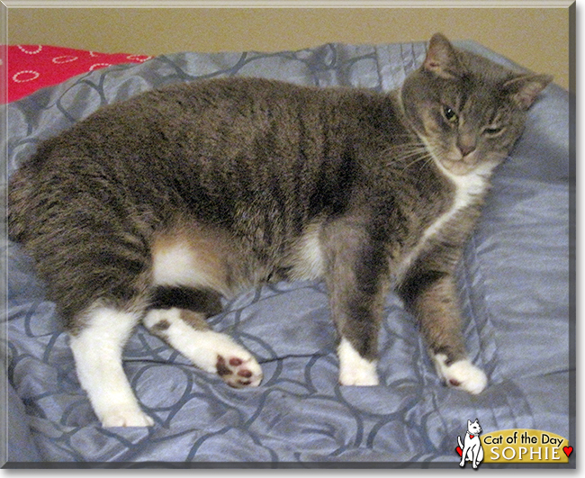 Sophie the Tabby Shorthair, the Cat of the Day