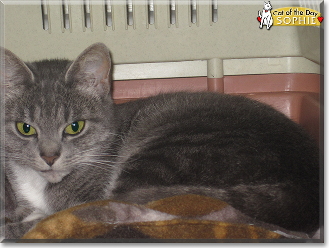 Sophie the Tabby Shorthair, the Cat of the Day