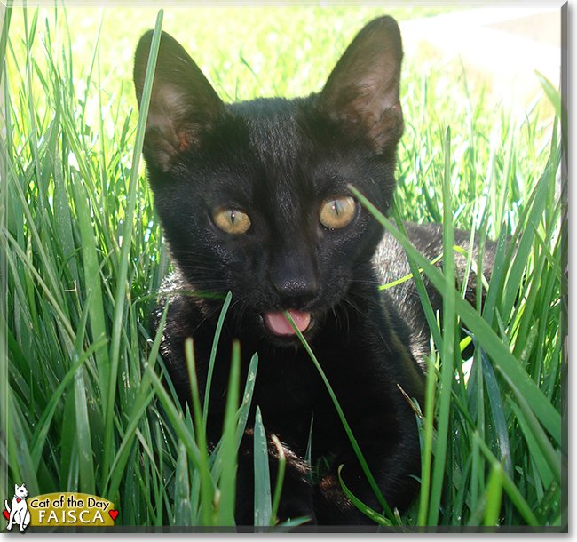 Faisca the Domestic Cat, the Cat of the Day