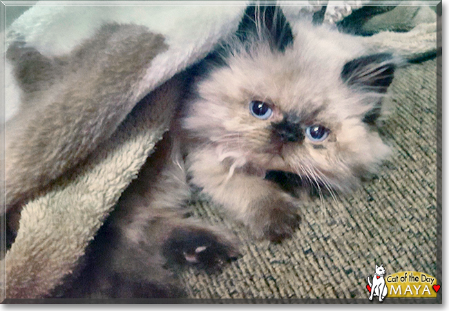 Maya the Himalayan, the Cat of the Day