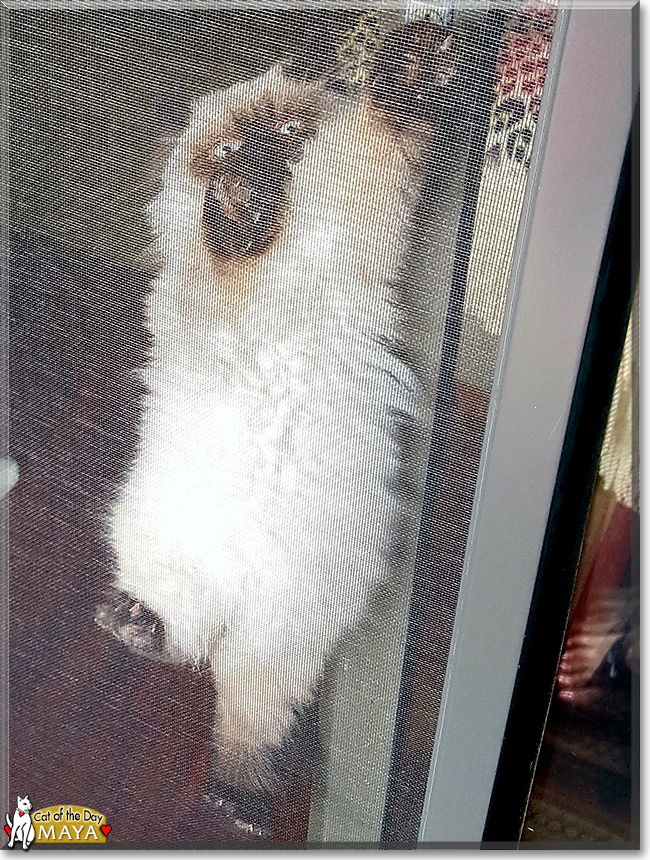 Maya the Himalayan, the Cat of the Day