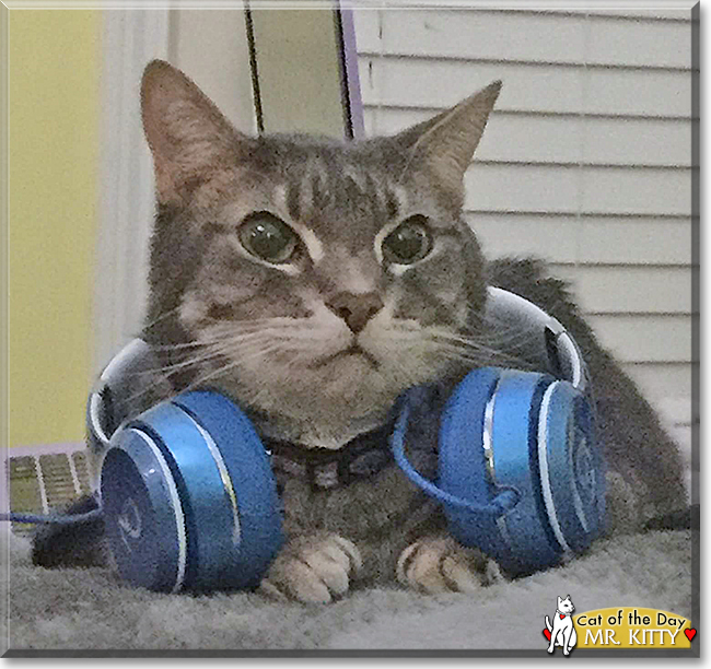 Mr. Kitty the American Grey Tabby, the Cat of the Day