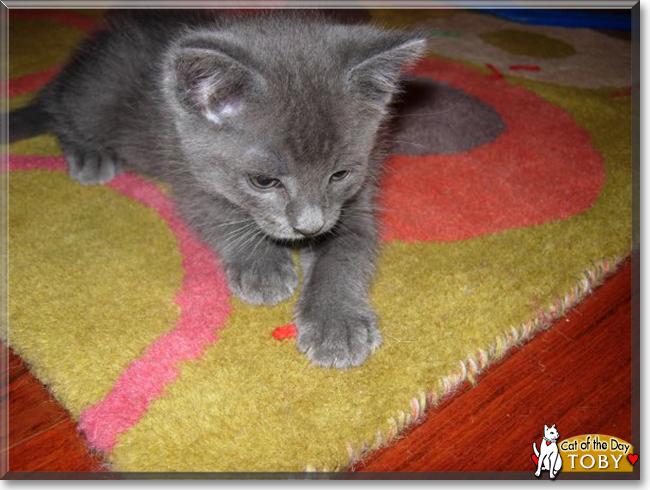 Toby the Russian Blue mix, the Cat of the Day