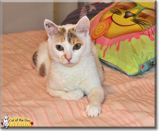 Nymia the Oriental Calico, the Cat of the Day