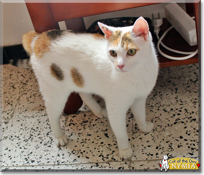 Nymia the Oriental Calico, the Cat of the Day