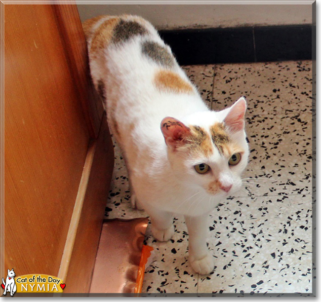 Nymia the Oriental Calico, the Cat of the Day