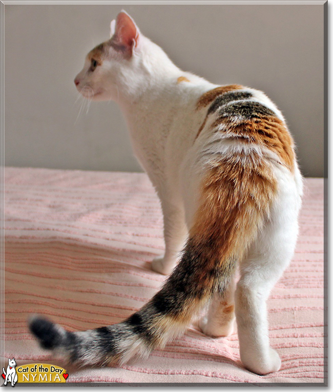 Nymia the Oriental Calico, the Cat of the Day