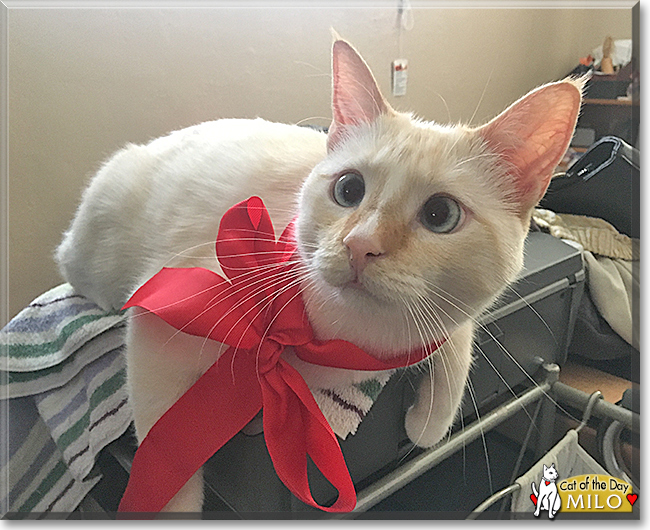 Milo the Siamese, the Cat of the Day