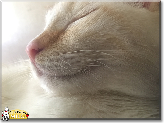 Milo the Siamese, the Cat of the Day