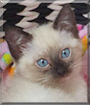 Bebe the Seal Point Siamese mix