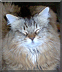 Lunchbox the Maine Coon