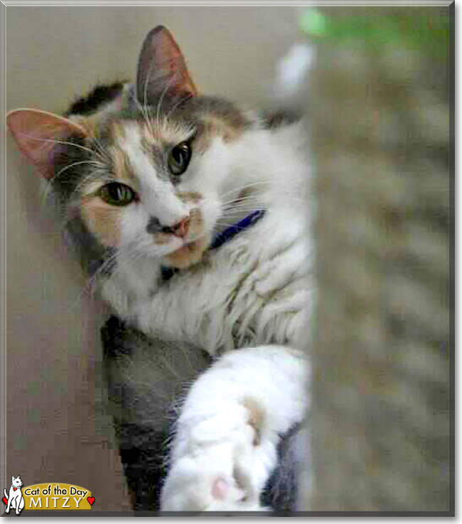 Mitzy the Domestic Medium Hair, the Cat of the Day