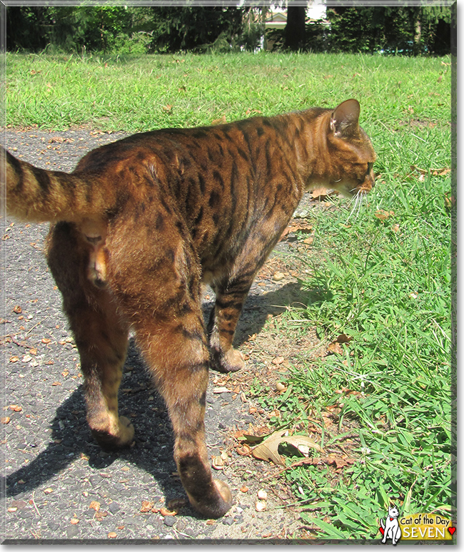 Seven the Bengal , the Cat of the Day