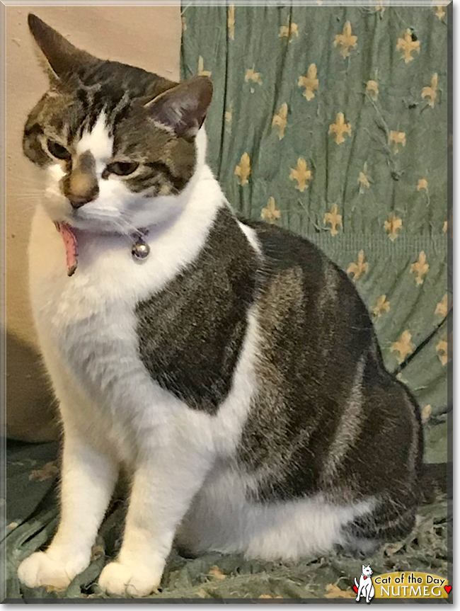 Nutmeg the British Shorthair, the Cat of the Day