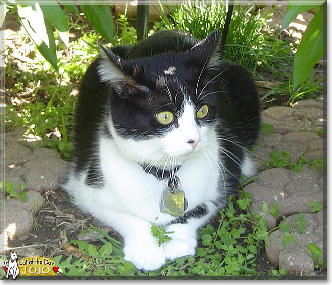 Jo Jo the American Shorthair, the Cat of the Day