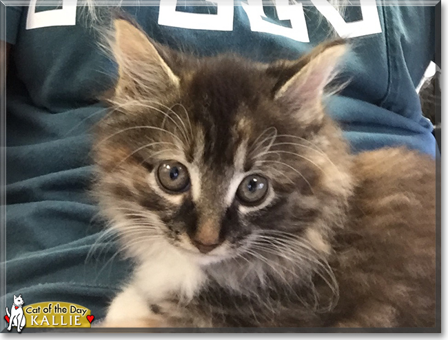 Kallie the Domestic Longhair, the Cat of the Day