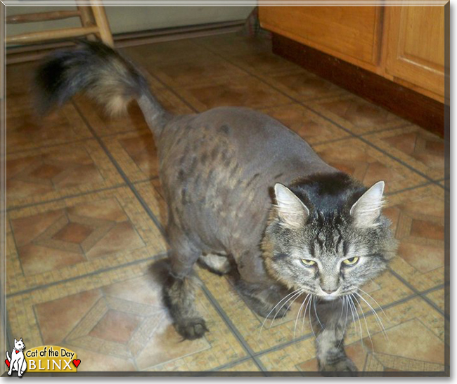 Blinx the Maine Coon, the Cat of the Day