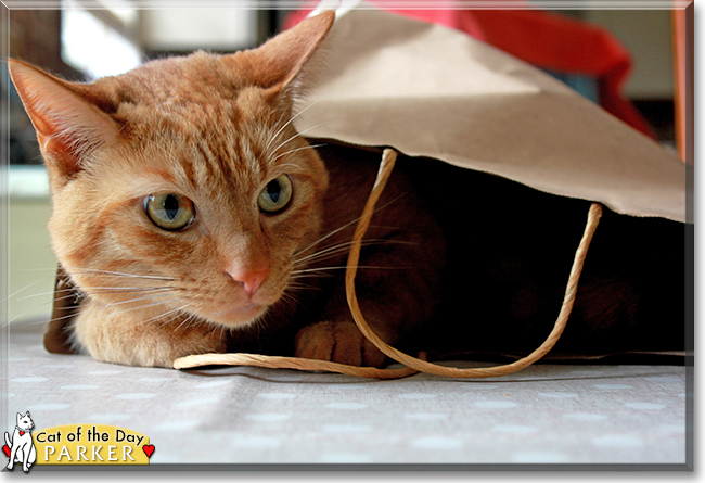 Parker the Orange Tabby, the Cat of the Day