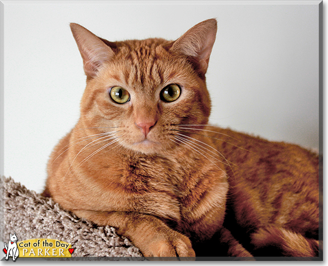 Parker the Orange Tabby, the Cat of the Day