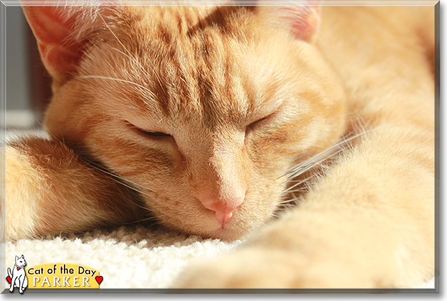 Parker the Orange Tabby, the Cat of the Day