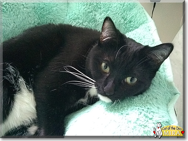 Mira the Tuxedo Cat, the Cat of the Day