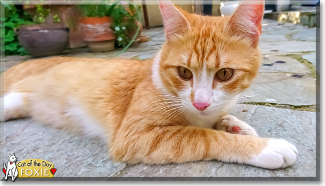 Foxie the Tabby, the Cat of the Day