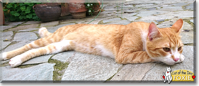 Foxie the Tabby, the Cat of the Day