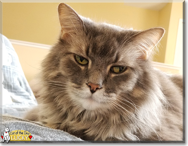 Lucky the Domestic Longhair, the Cat of the Day