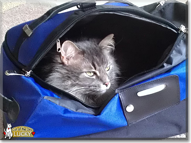 Lucky the Domestic Longhair, the Cat of the Day