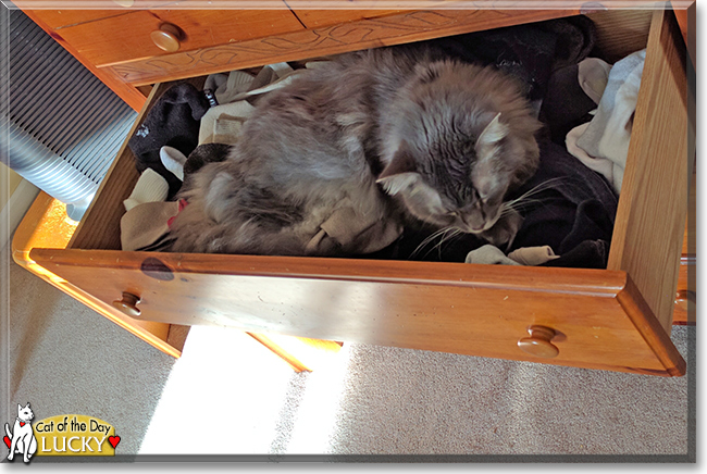 Lucky the Domestic Longhair, the Cat of the Day