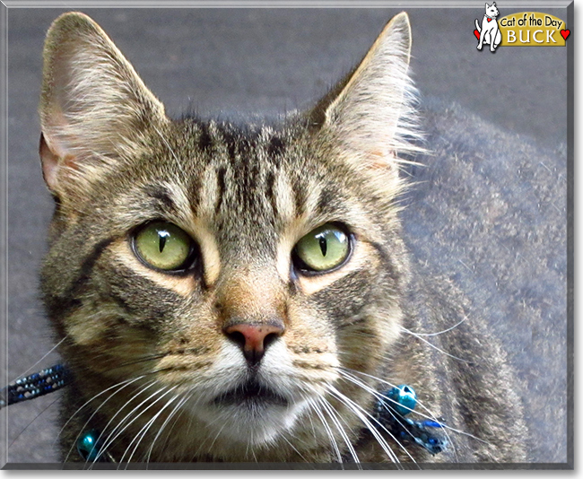 Buck the American Tabby Cat, the Cat of the Day