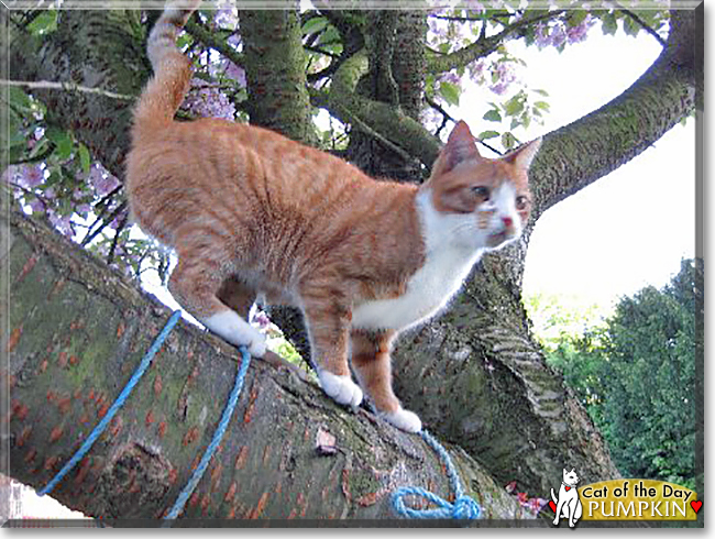 Pumpkin the Ginger Tabby Bicolor, the Cat of the Day